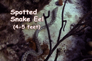 Image - Snake Eel