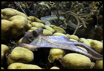 Octopus and Snake Eel, Bonaire 2005